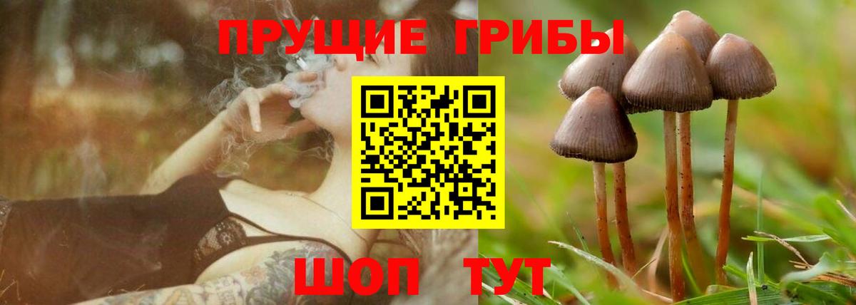 Галлюциногенные грибы Psilocybine cubensis  Вход с VPN  Сунжа  Псилоцибиновые грибы прущие грибы 